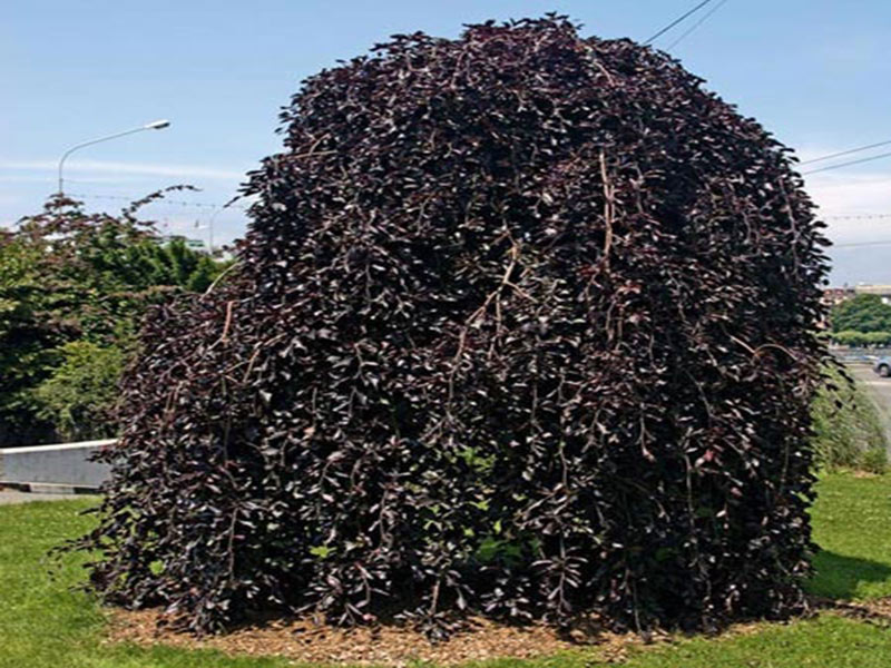 Пурпурная пендула. Бук Лесной purpurea pendula. Береза Пурпуреа. Береза Пендула пурпурная.